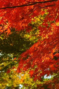 momiji.jpg